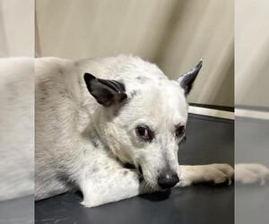 Mutt Dogs for adoption in Bakersfield, CA, USA