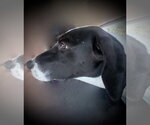 Small #5 Basset Hound Mix