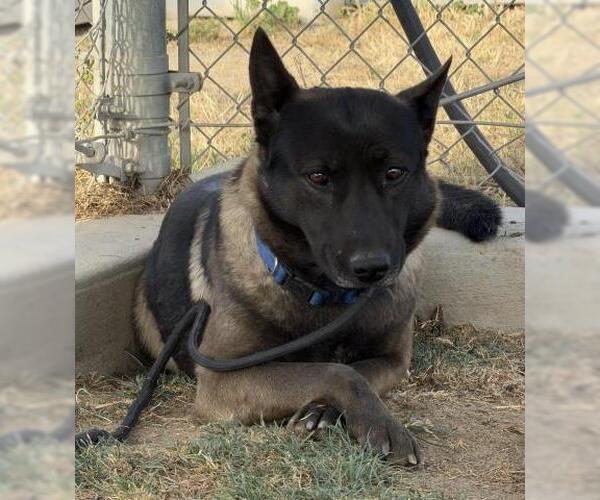 Medium Photo #1 Mutt Puppy For Sale in Bakersfield, CA, USA