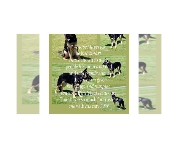 Medium Photo #6 German Shepherd Dog Puppy For Sale in FORT WAYNE, IN, USA