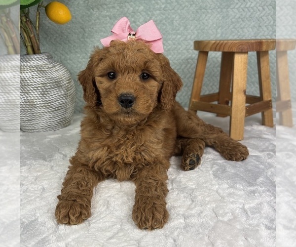 Medium Photo #4 Goldendoodle (Miniature) Puppy For Sale in FRANKLIN, IN, USA