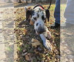 Small Great Dane