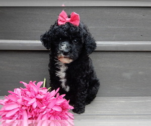Goldendoodle (Miniature) Puppy for sale in MILLERSBURG, OH, USA