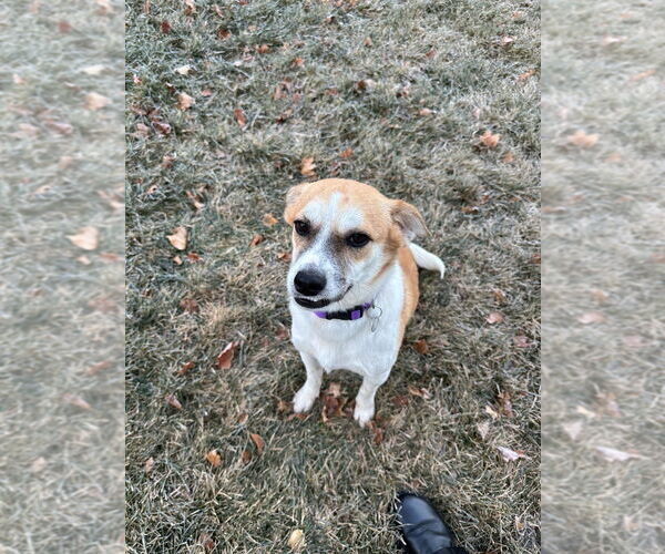 Medium Photo #3 Beagle-Unknown Mix Puppy For Sale in Salt Lake City, UT, USA