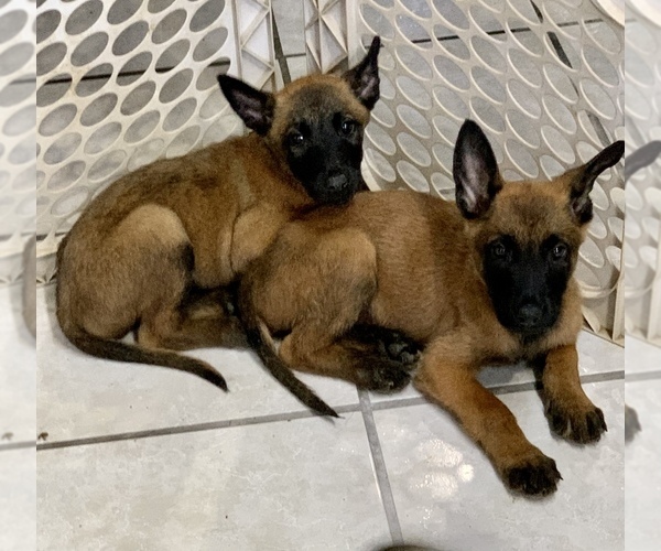 View Ad: Belgian Malinois Litter of Puppies for Sale near California ...