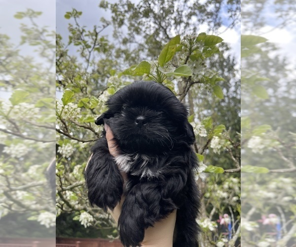 Medium Photo #1 Shih Tzu Puppy For Sale in BONNEY LAKE, WA, USA