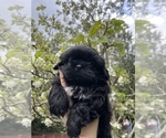 Small Photo #1 Shih Tzu Puppy For Sale in BONNEY LAKE, WA, USA