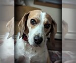Small Photo #1 Beagle Puppy For Sale in Minneapolis, MN, USA