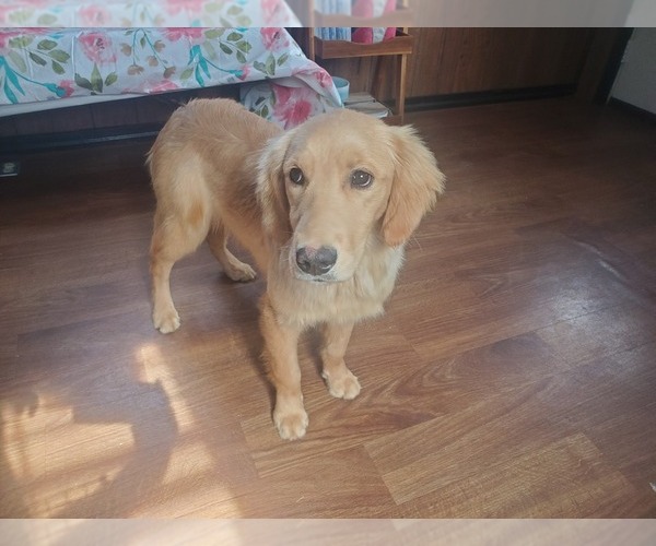 Medium Photo #67 Golden Retriever Puppy For Sale in FALCON, CO, USA