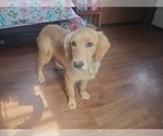 Small #9 Golden Retriever