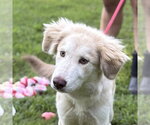 RANGER - Male Siberian Husky Dog for Adoption - Small photo