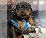 Small #2 Rottweiler