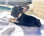 Small #5 French Bulldog