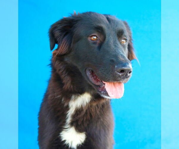 Medium Photo #1 Mutt Puppy For Sale in Pasadena, CA, USA