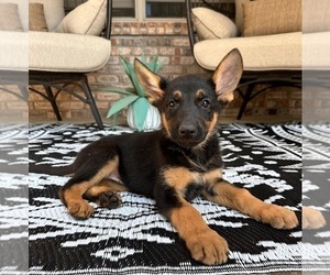 German Shepherd Dog Puppy for Sale in GREENFIELD, Indiana USA