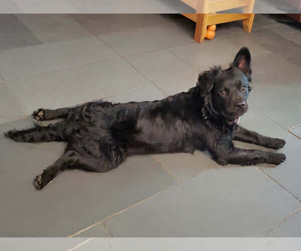 Medium Photo #4 Colonial Cocker Spaniel-Retriever  Mix Puppy For Sale in Fresno, CA, USA