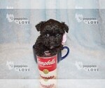 Small Photo #11 Poodle (Toy) Puppy For Sale in SANGER, TX, USA