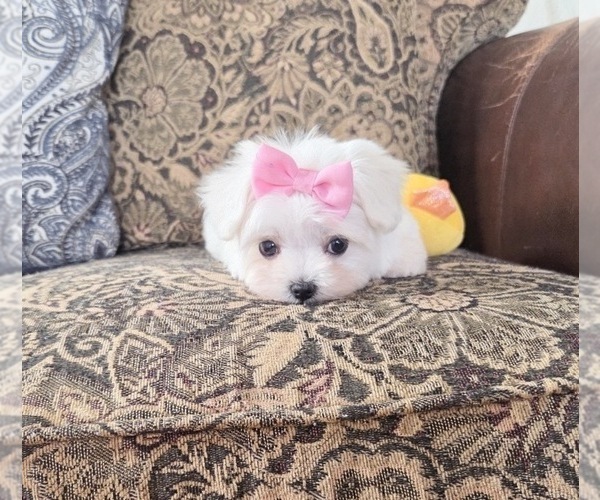 Medium Photo #2 Maltese Puppy For Sale in SANTA CLARITA, CA, USA