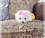 Small #1 Maltese
