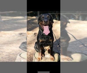 Rottweiler Puppy for sale in CONYERS, GA, USA