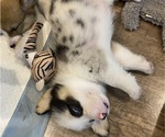 Small #8 Pembroke Welsh Corgi