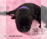 Puppy Purple Collar Pug
