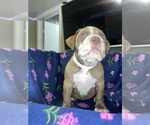 Small Photo #8 American Bully Puppy For Sale in SNELLVILLE, GA, USA