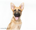 Small #5 German Shepherd Dog