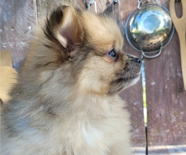 Medium Photo #4 Pomeranian Puppy For Sale in ORRVILLE, OH, USA