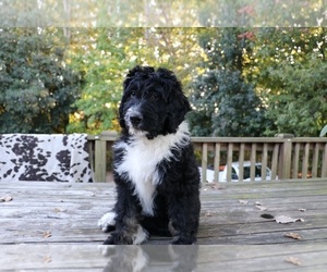 Bernedoodle Puppy for sale in BROADWAY, NC, USA