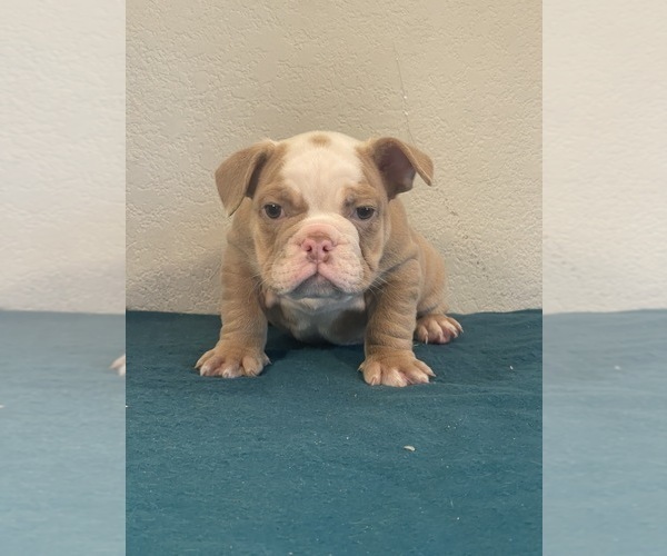 Medium Photo #6 English Bulldog Puppy For Sale in LANCASTER, CA, USA
