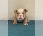 Small Photo #6 English Bulldog Puppy For Sale in LANCASTER, CA, USA