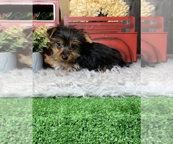 Medium Photo #5 Yorkshire Terrier Puppy For Sale in CANOGA, NY, USA