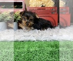 Small #4 Yorkshire Terrier
