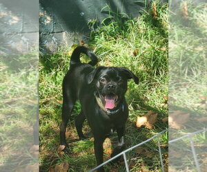 Pug-Unknown Mix Dogs for adoption in Vail, AZ, USA
