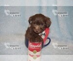Small #17 Maltipoo-Poodle (Toy) Mix