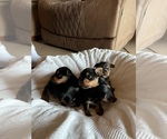 Small #1 Yorkshire Terrier