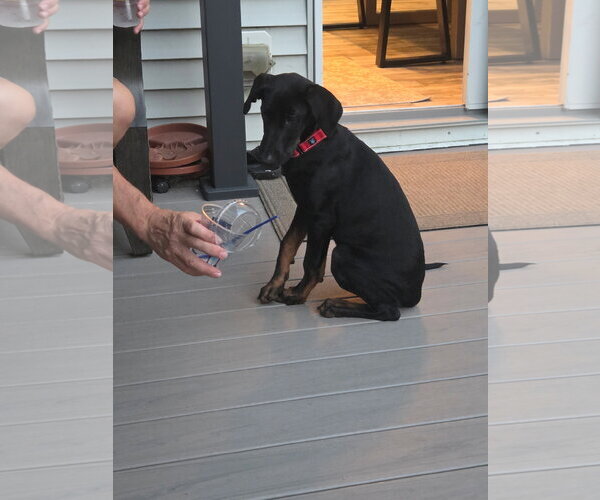 Medium Photo #2 Doberman Pinscher-Unknown Mix Puppy For Sale in Minneaoplis, MN, USA