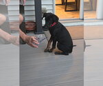 Small #1 Doberman Pinscher Mix