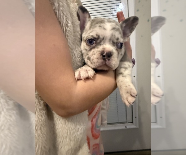 Medium Photo #19 French Bulldog Puppy For Sale in EAST LIVERPOOL, OH, USA