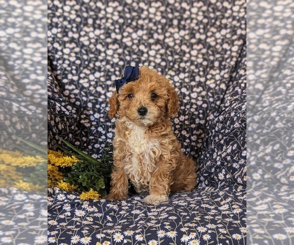 Medium Photo #2 Poodle (Miniature) Puppy For Sale in KIRKWOOD, PA, USA