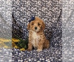 Small #1 Poodle (Miniature)