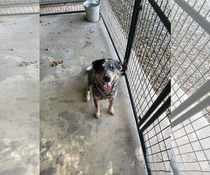 Mutt Dogs for adoption in Albemarle, NC, USA