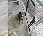 Small Mutt