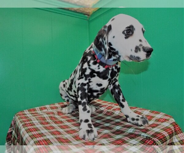 Medium Photo #1 Dalmatian Puppy For Sale in PATERSON, NJ, USA
