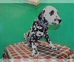Small Photo #1 Dalmatian Puppy For Sale in PATERSON, NJ, USA