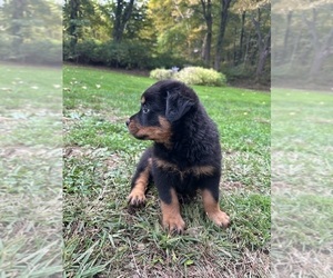 Rottweiler Puppy for sale in COLCHESTER, CT, USA