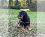 Image preview for Ad Listing. Nickname: Rottweiler Pups