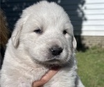 Puppy Junior Great Pyrenees