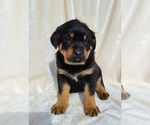 Small #4 Rottweiler